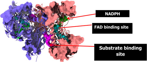 Trypanothione reductase showing its respective binding sites